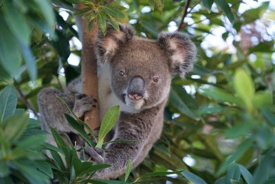 Low angle view of squirrel on tree