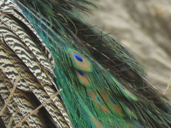 Close-up of peacock