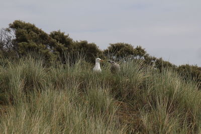 View of birds on land against sky