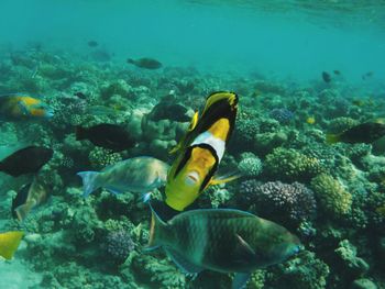 Close-up of fish swimming in sea