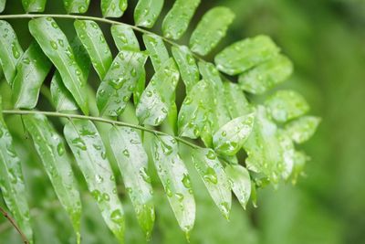 Close-up of raindrops on leaves