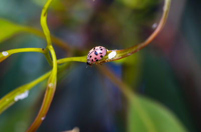 Close-up of ladybug on leaf