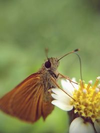 Close-up of butterfly pollinating on flower