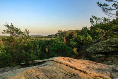 Scenic view of forest against sky