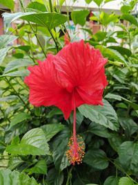 Close-up of red hibiscus flower