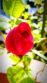 Close-up of red rose