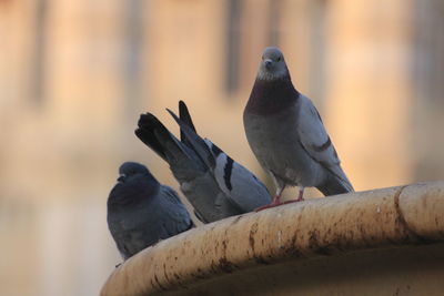 Low angle view of pigeons perching