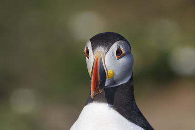 Close-up of puffin