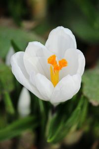 Close-up of flower blooming outdoors