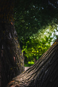 Close-up of tree trunk