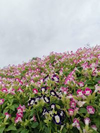Close-up of pink flowering plants
