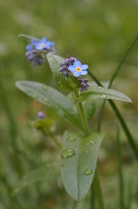 Close-up of insect on flower