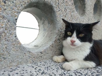 Portrait of cat relaxing outdoors