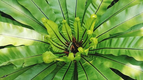 Close-up of plant