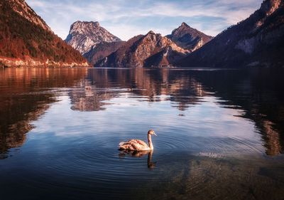 View of dog on lake against mountain range