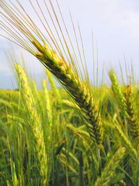 Close-up of wheat growing on field against sky