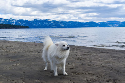 Dog running on beach against sky