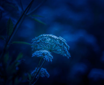 Ethereal elegance. sunset bloom of queen anne's lace in the meadow in northern europe