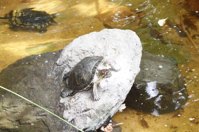 Close up of animal in pond