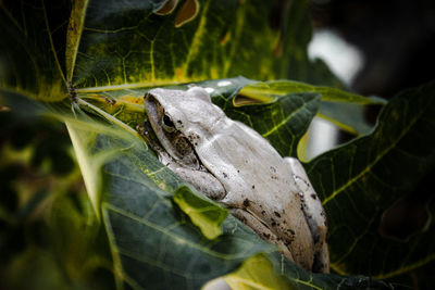 Close-up of lizard on leaves