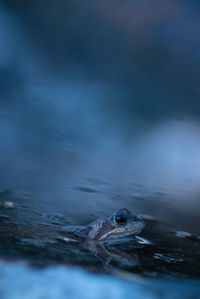 Close-up of frog in pond