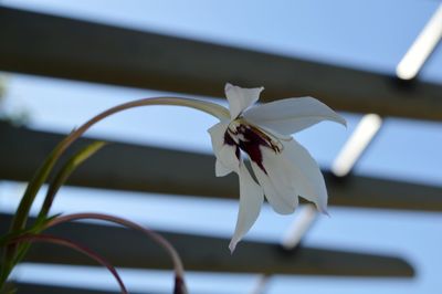 Close-up of insect on pink flower