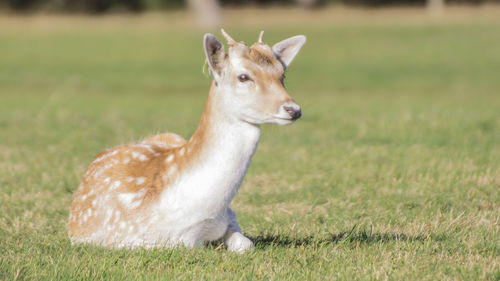 Portrait of a horse on field