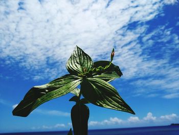 Low angle view of leaves against sky