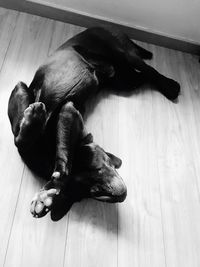 High angle view of a cat on wooden floor