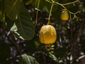 Close-up of lemon growing on tree