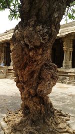 Tree in front of historic building