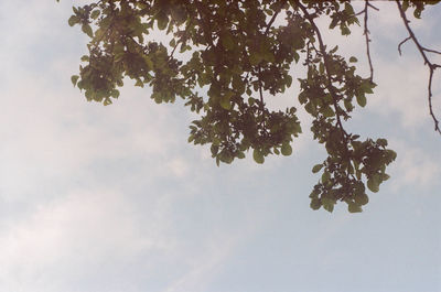 Low angle view of flowering tree against sky