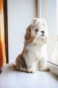 pet