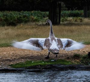 Rear view of goose with spread wings at lakeshore