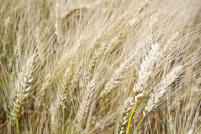 Full frame shot of wheat field