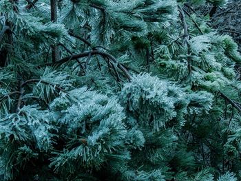 Frozen coniferous trees