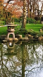 Reflection of trees in water