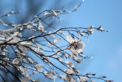 Low angle view of a bird on branch