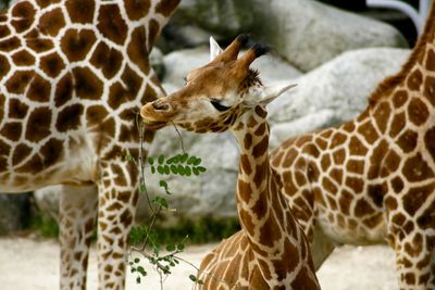 Close-up of giraffe