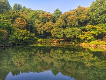 Reflection of trees in lake