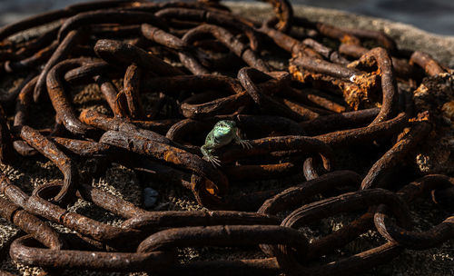 A small lizard is emerging from a pile of rusty chain.