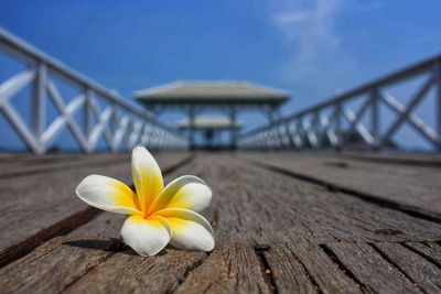 Close-up of frangipani on wooden pier against blue sky