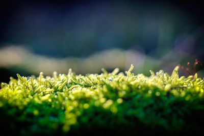 Close-up of corn on field