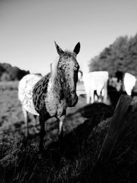 Horse looking away