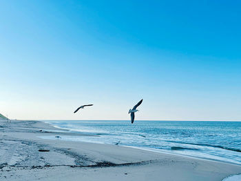 Low angle view of bird flying over sea against clear sky