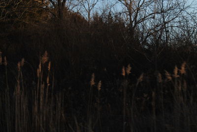 Bare trees in forest at night