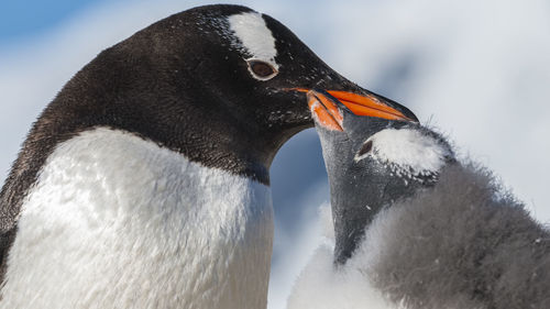 Close-up of penguin