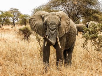 View of elephant on field