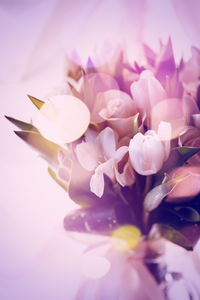 Close-up of pink roses against white background