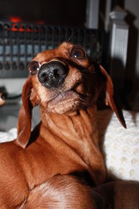 Close-up of dog at home